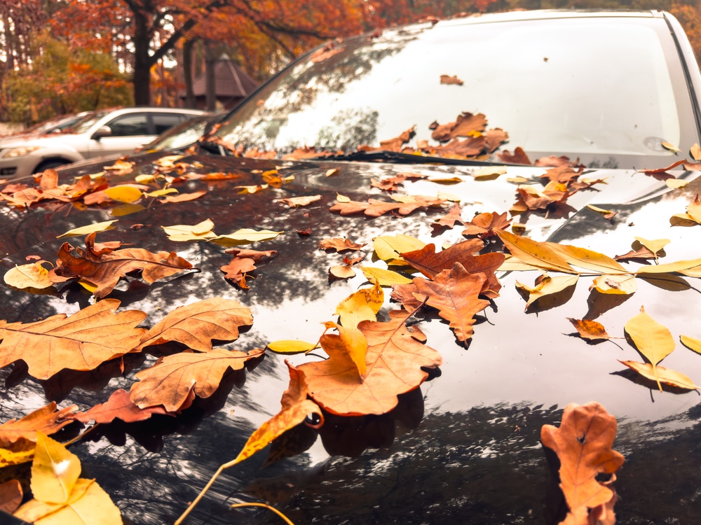Autumn-leaves-on-glossy-car-hood