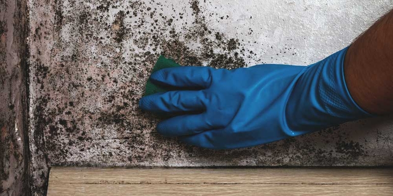 mould damage